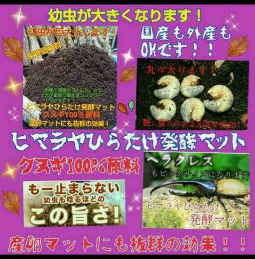 送料無料！60リットル　カブトムシ幼虫の餌！巨大化！ヒマラヤひらたけ発酵マット