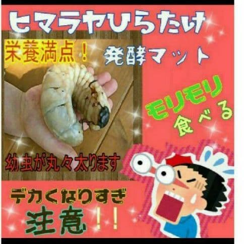 送料無料！60リットル　カブトムシ幼虫の餌！巨大化！ヒマラヤひらたけ発酵マット