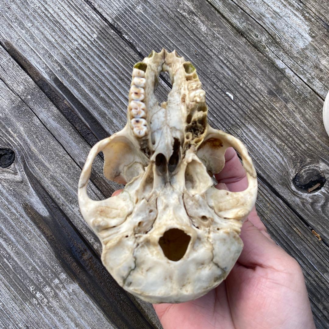 動物の骨製頭蓋骨 猿の頭蓋骨　スカル　骨格標本　ニホンザル