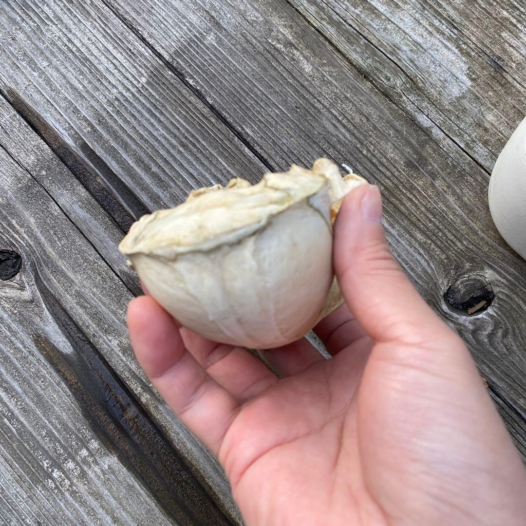 動物の骨製頭蓋骨 猿の頭蓋骨　スカル　骨格標本　ニホンザル