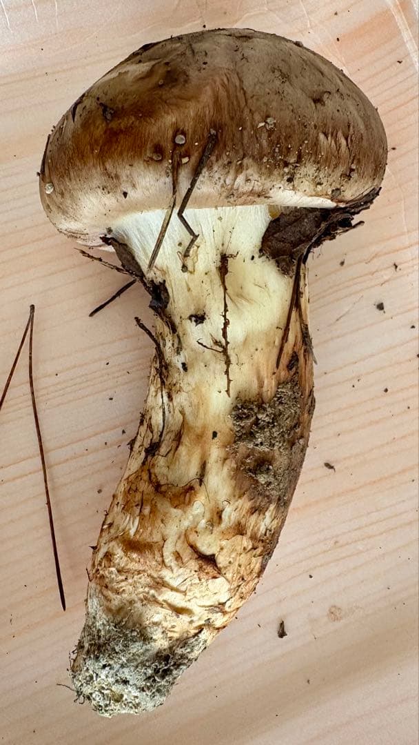 マツタケ つぼみ 一本 １３４グラム 広島県産