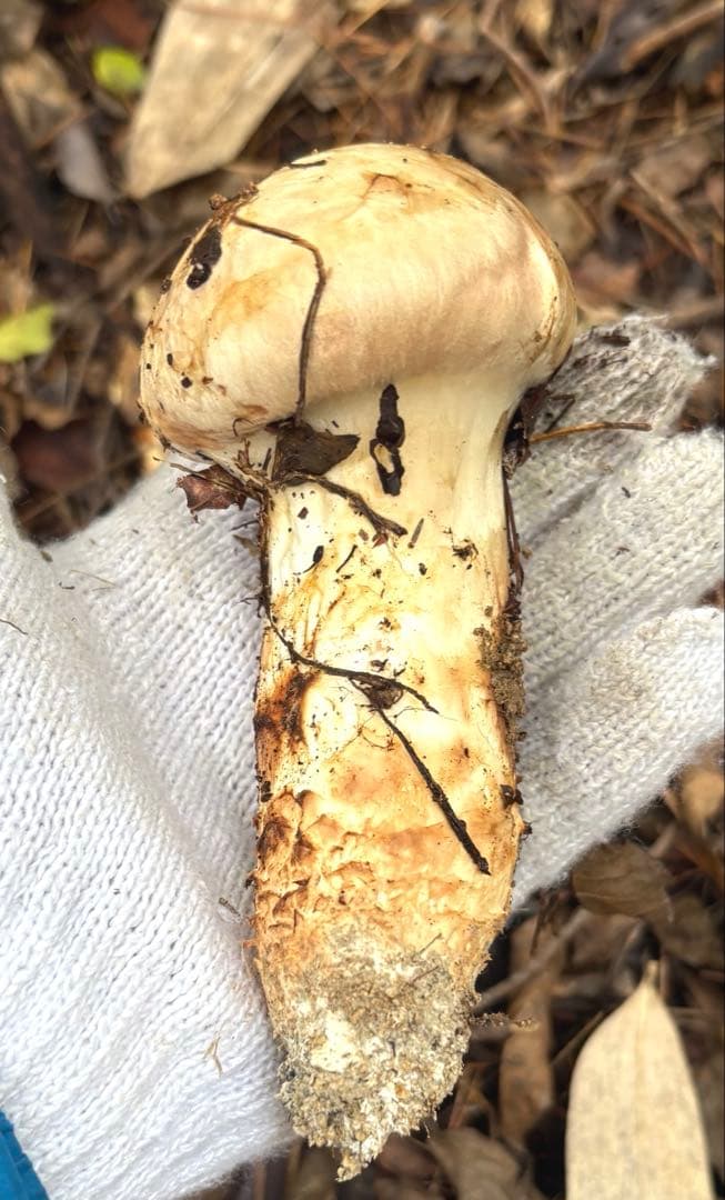 マツタケ つぼみ 一本 １３４グラム 広島県産