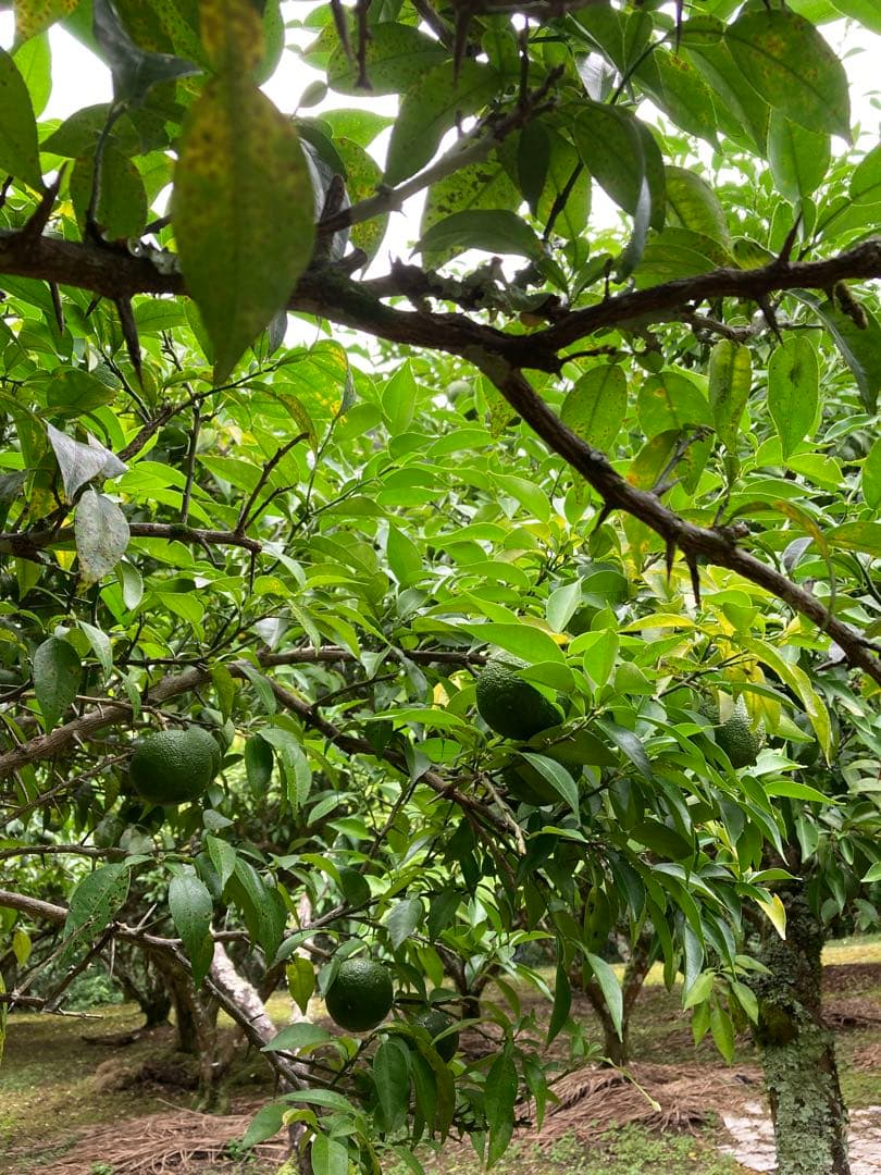 完全無農薬　青ゆず　青柚子　箱込み10kgちょっと入ります♪