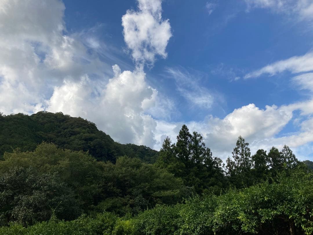 完全無農薬　青ゆず　青柚子　箱込み10kgちょっと入ります♪