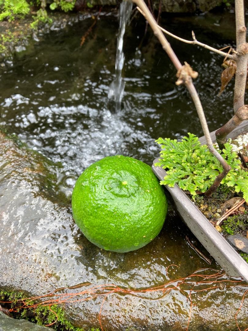 完全無農薬　青ゆず　青柚子　箱込み10kgちょっと入ります♪