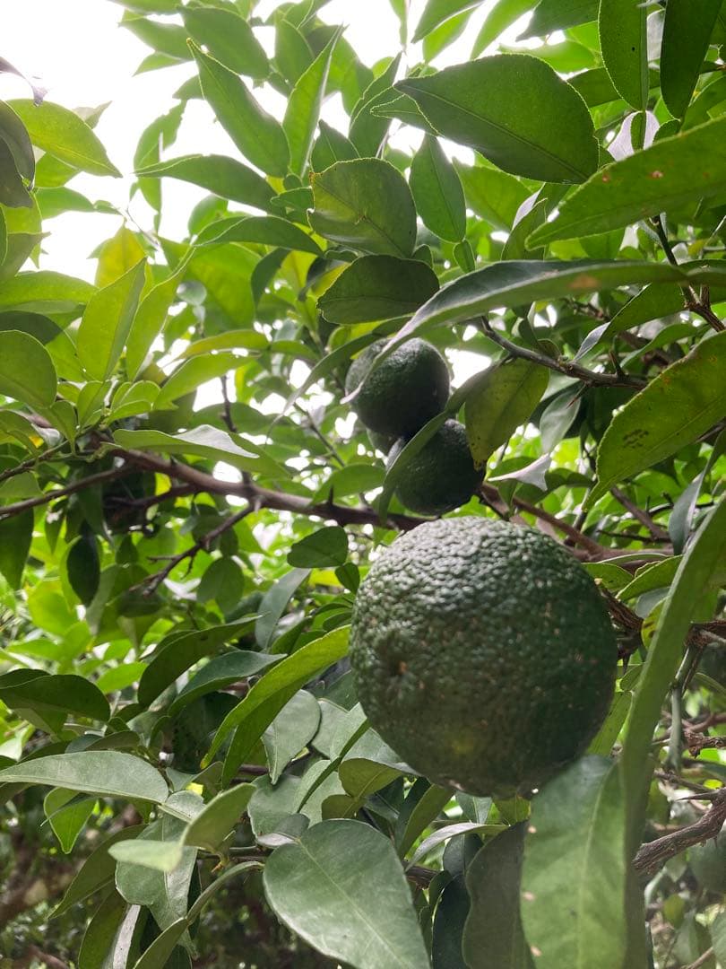 完全無農薬　青ゆず　青柚子　箱込み10kgちょっと入ります♪