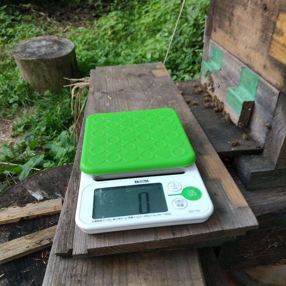 ハッチ 日本蜜蜂 ハチミツ 1160g 2本セット八ヶ岳西麓1250m