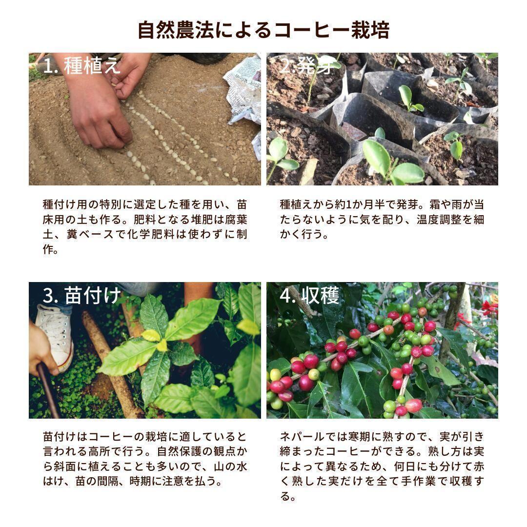 ★オーガニックコーヒー ライト フェアトレード 1kg 粉 コーヒー豆 ネパール