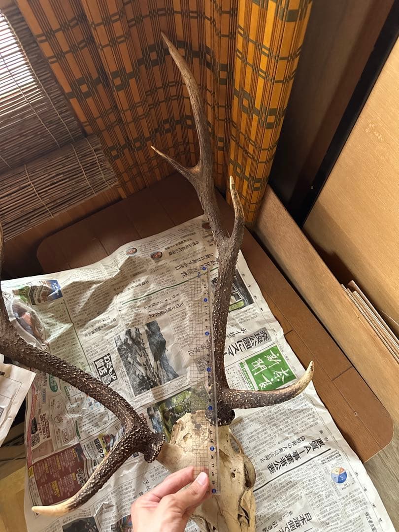 ニホンジカ　スカルトロフィー 【三段角50センチ超え】