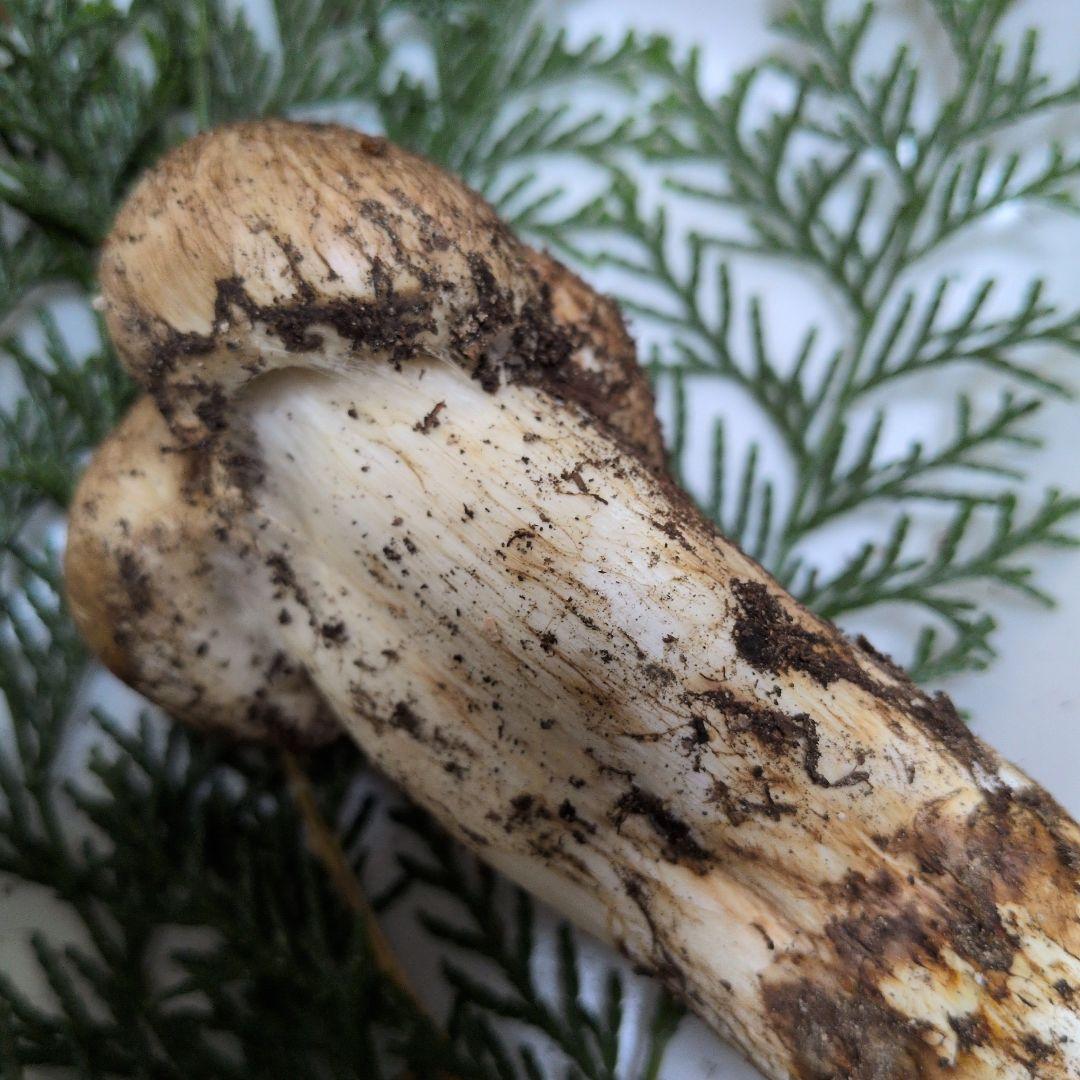 広島県産　松茸　10/27採れたて