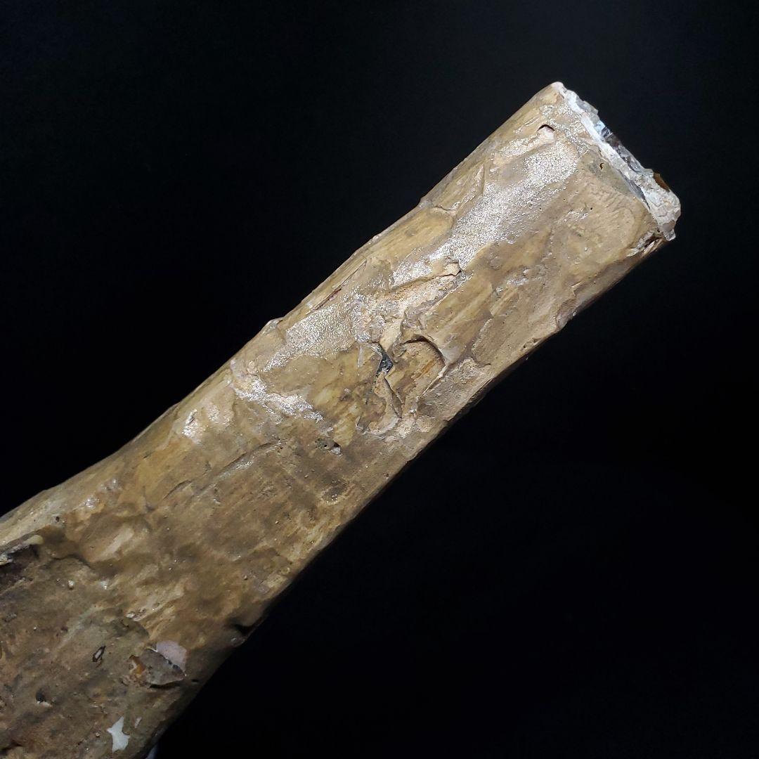 希少 アンハングエラ 化石 中手骨 恐竜 本物 146.81mm fr72