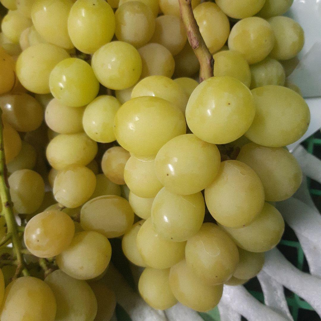 完熟多めの、シャインマスカット家庭用訳有り品