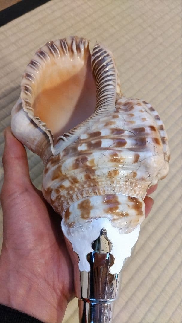 法螺貝　⑤