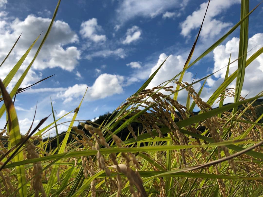 丹波産　コシヒカリ　10キロ