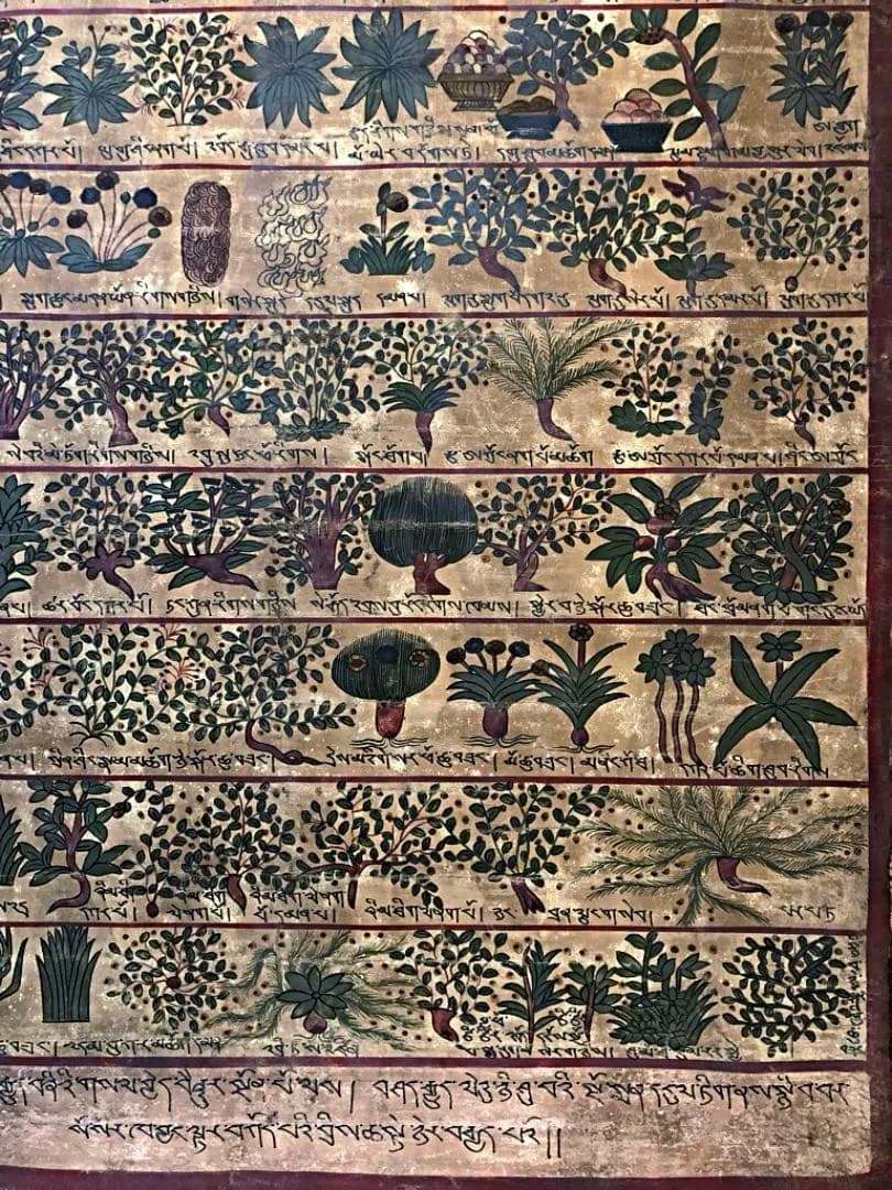 ④ 中国美術 希少 古玩 薬草 一覧表 麻生地 手彩色