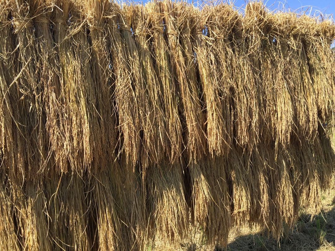 令和7年産新米＊農家力作⭐︎新潟とちおのコシヒカリ精米風袋込み25kg位特別栽培米