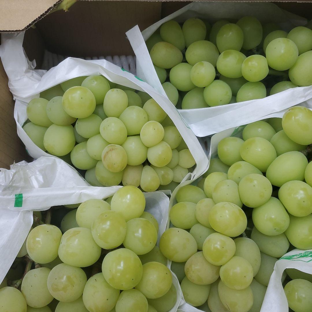 5️⃣ 山梨県産 シャインマスカット７房入り 箱込み5.6キロ