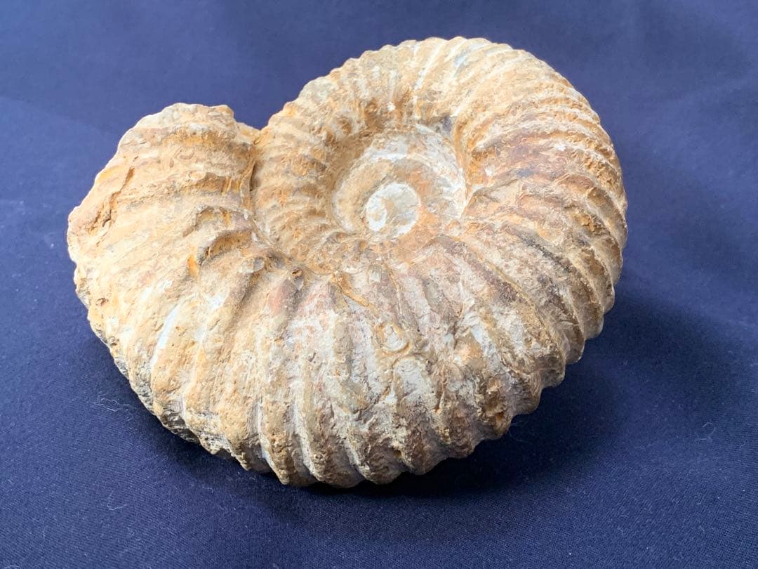 アンモナイト化石　モロッコ産　美品