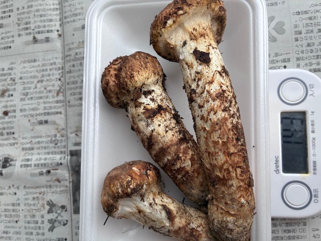 南信州産　松茸　143g