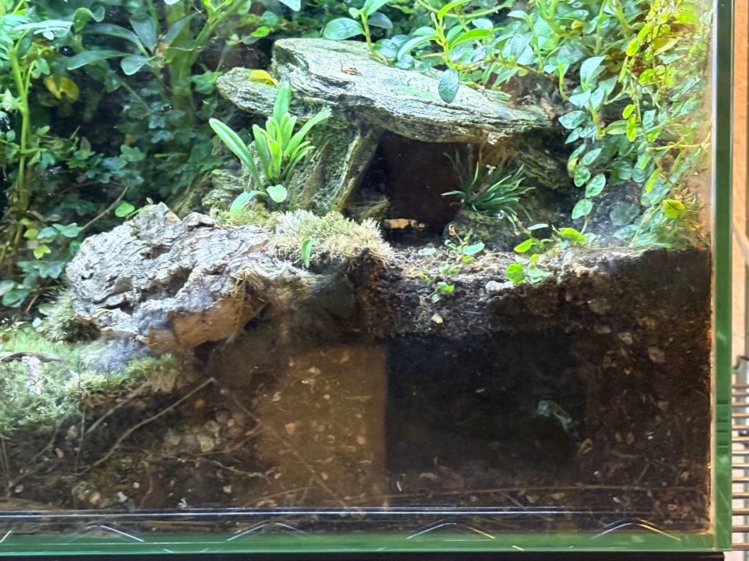 テラリウム空間（イモリ等の両生類の飼育可）