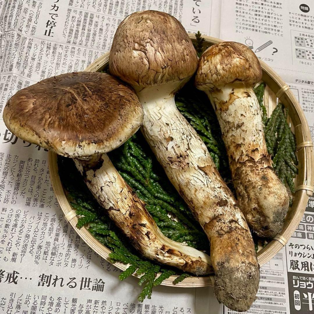 天然きのこ 松茸 国産 マツタケ まつたけ 大自然の凛さん採取その146