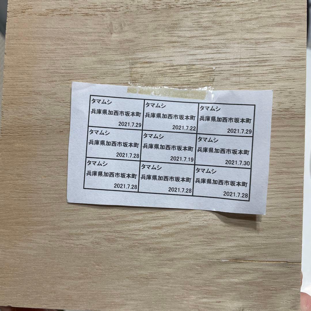 タマムシ　標本