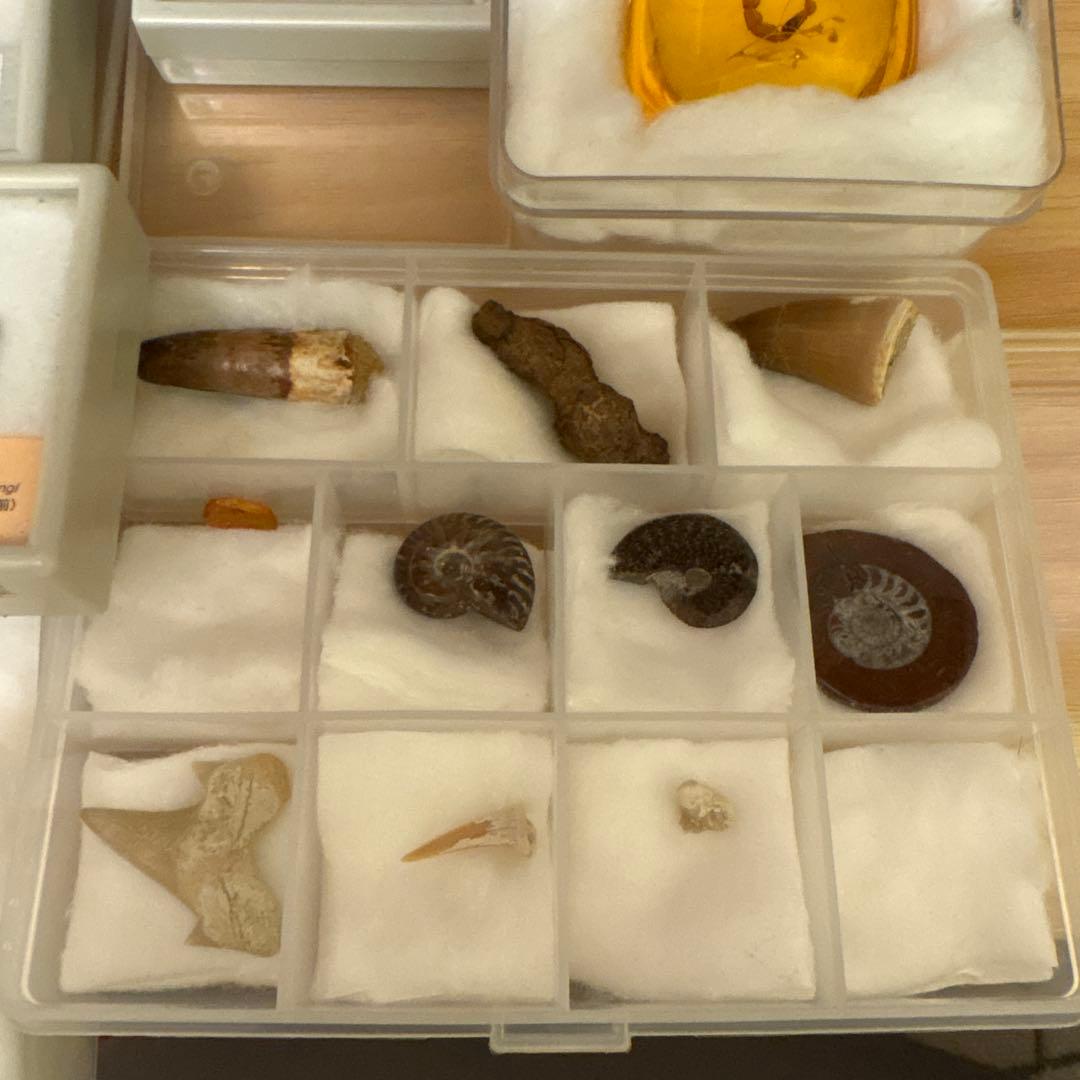 アンモナイト化石標本セット