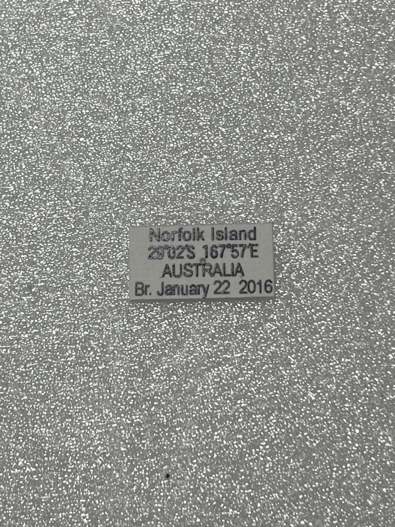 【1ペア】アミントールアゲハ（オーストラリア産）