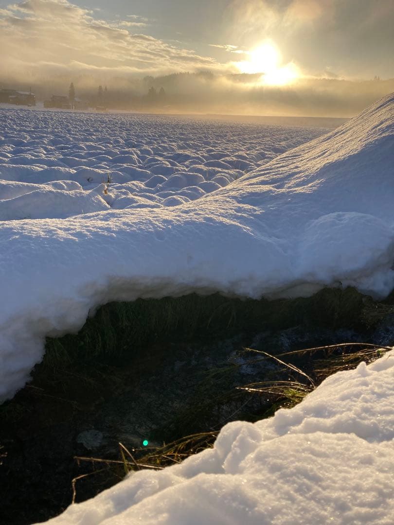 令和7年産魚沼コシヒカリ玄米30kg