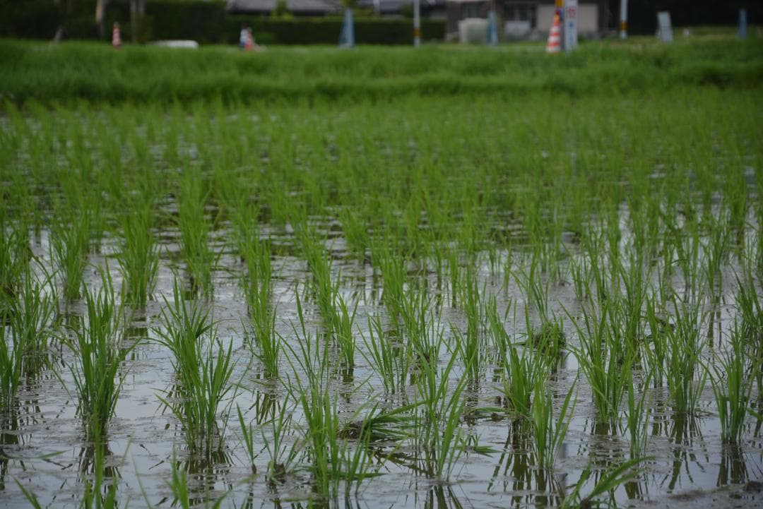 2025年朝日米10kg玄米　たけ爺ブランド米 栽培期間中無化学肥料・無農薬栽培