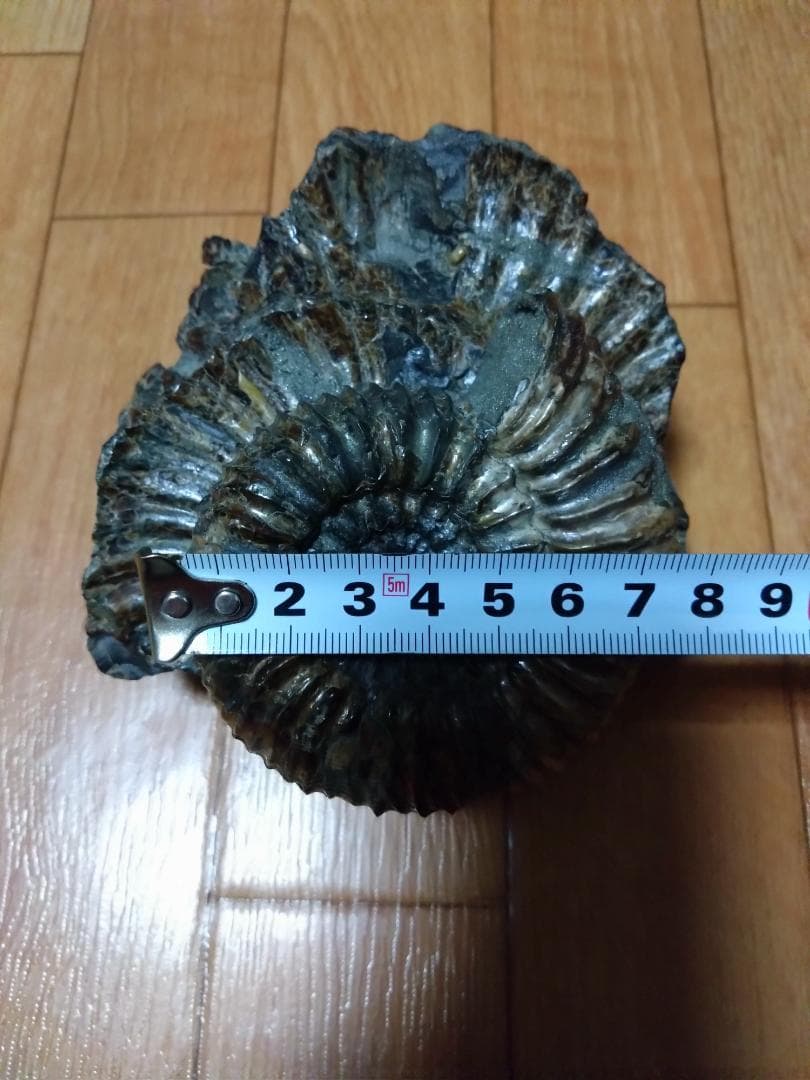 アンモナイト 黄鉄鉱 パイライト ロシア産