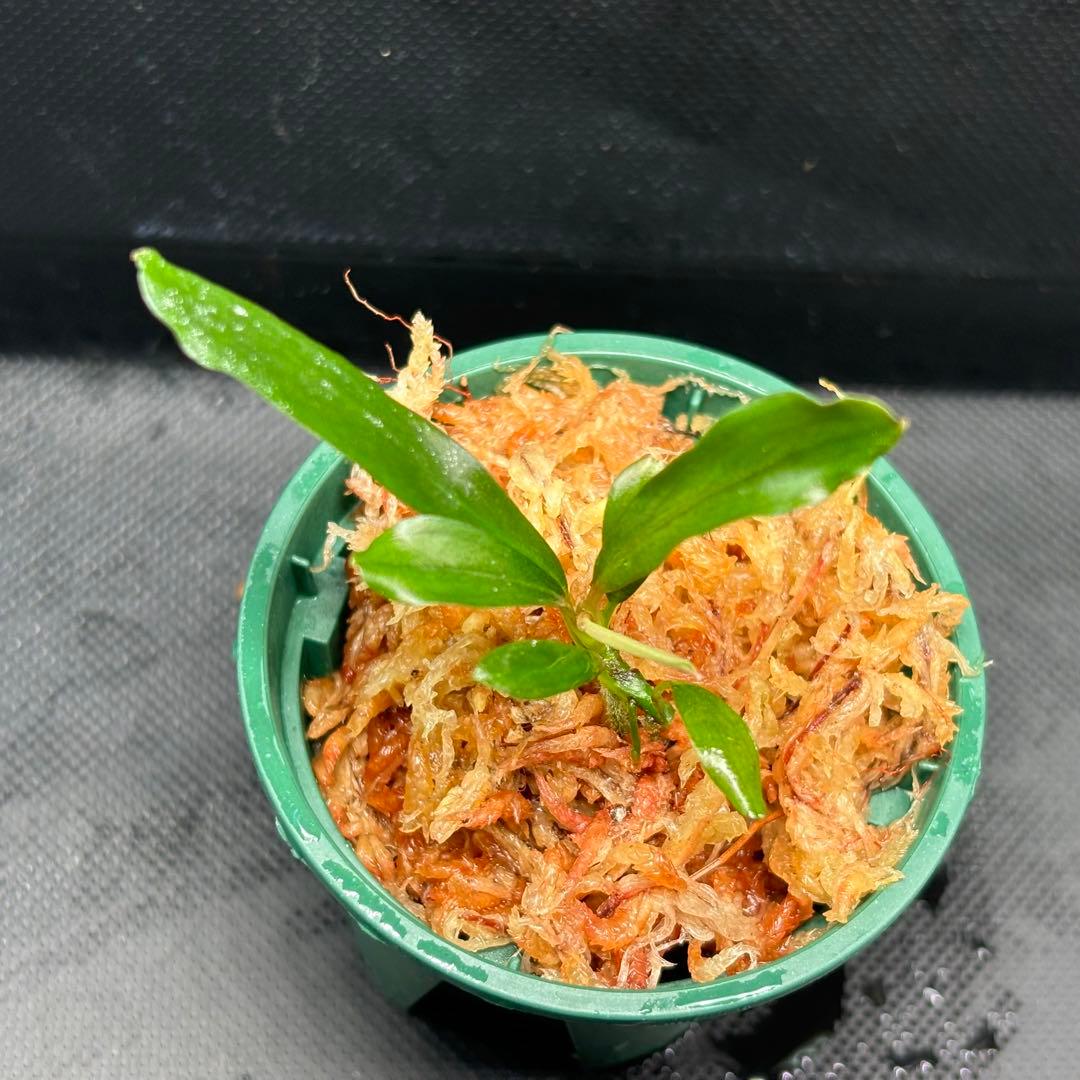 Bucephalandra sp. ”Kanowit” Sarawak TB便