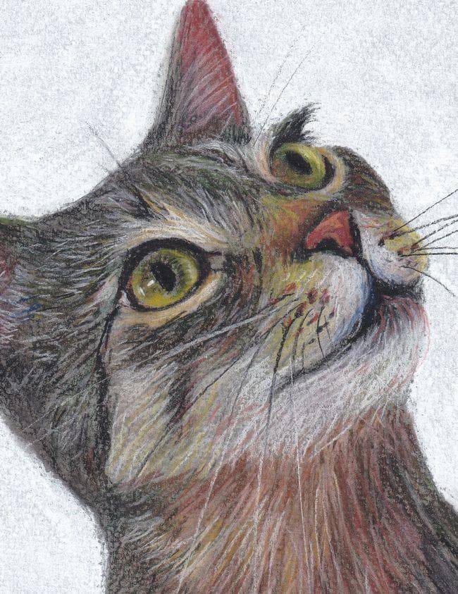 イラスト原画 「見上げる猫」