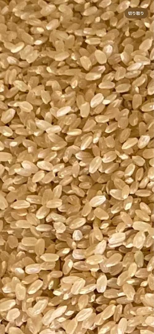 【農家直送】 令和7年山形県産はえぬき 10kg 新米 玄米