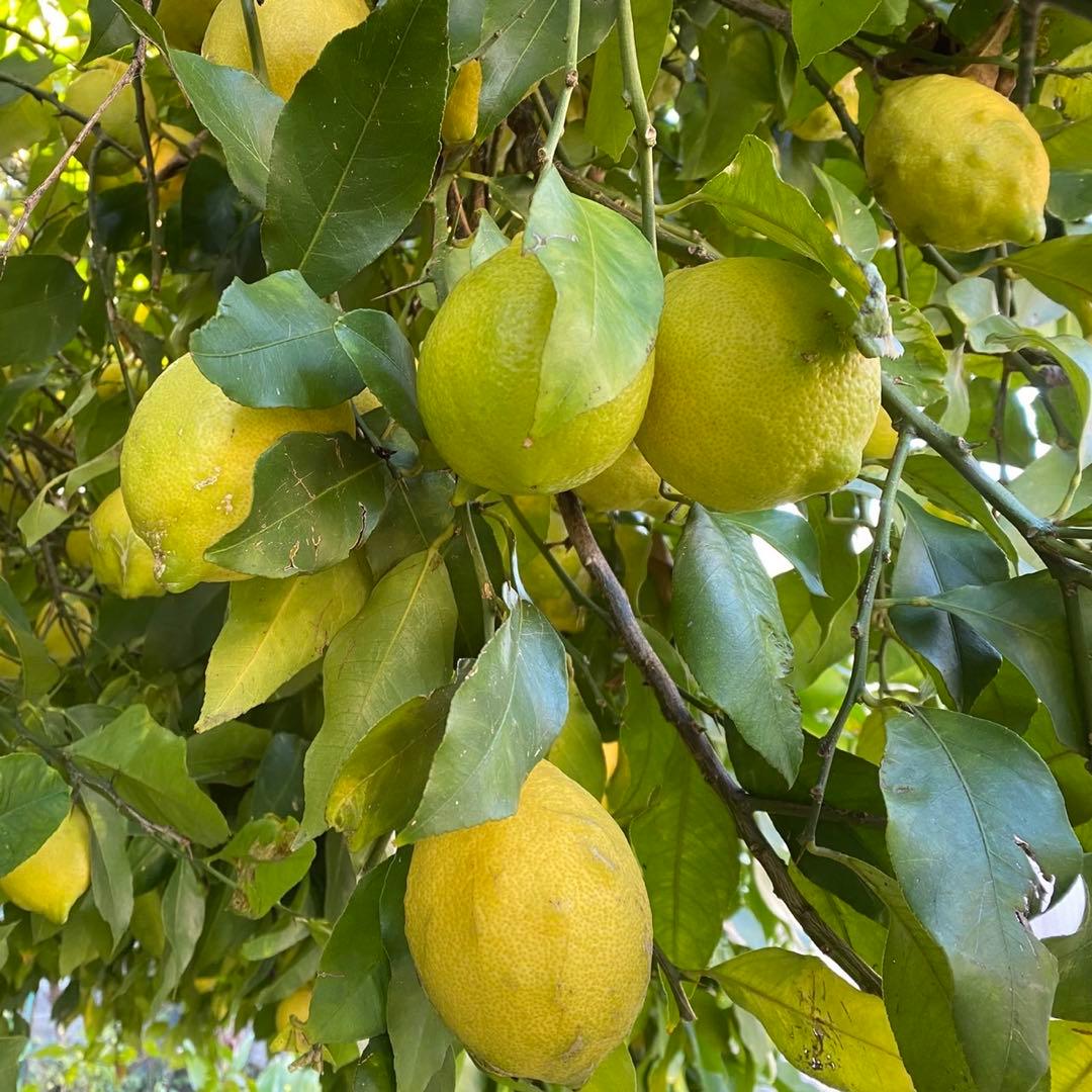 【特大】農薬不使用レモン　2/7.8（土日）収穫発送予定 有機肥料 産地直送
