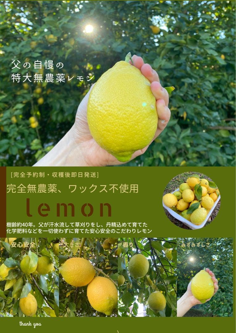 【特大】農薬不使用レモン　2/7.8（土日）収穫発送予定 有機肥料 産地直送