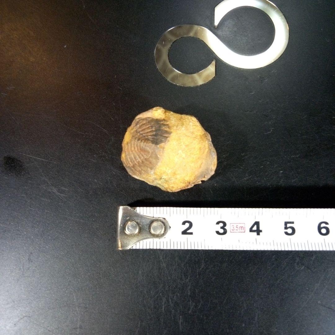 三葉虫　化石　fossil　海　ボリビア産　trilobite　海生動物種別⑥