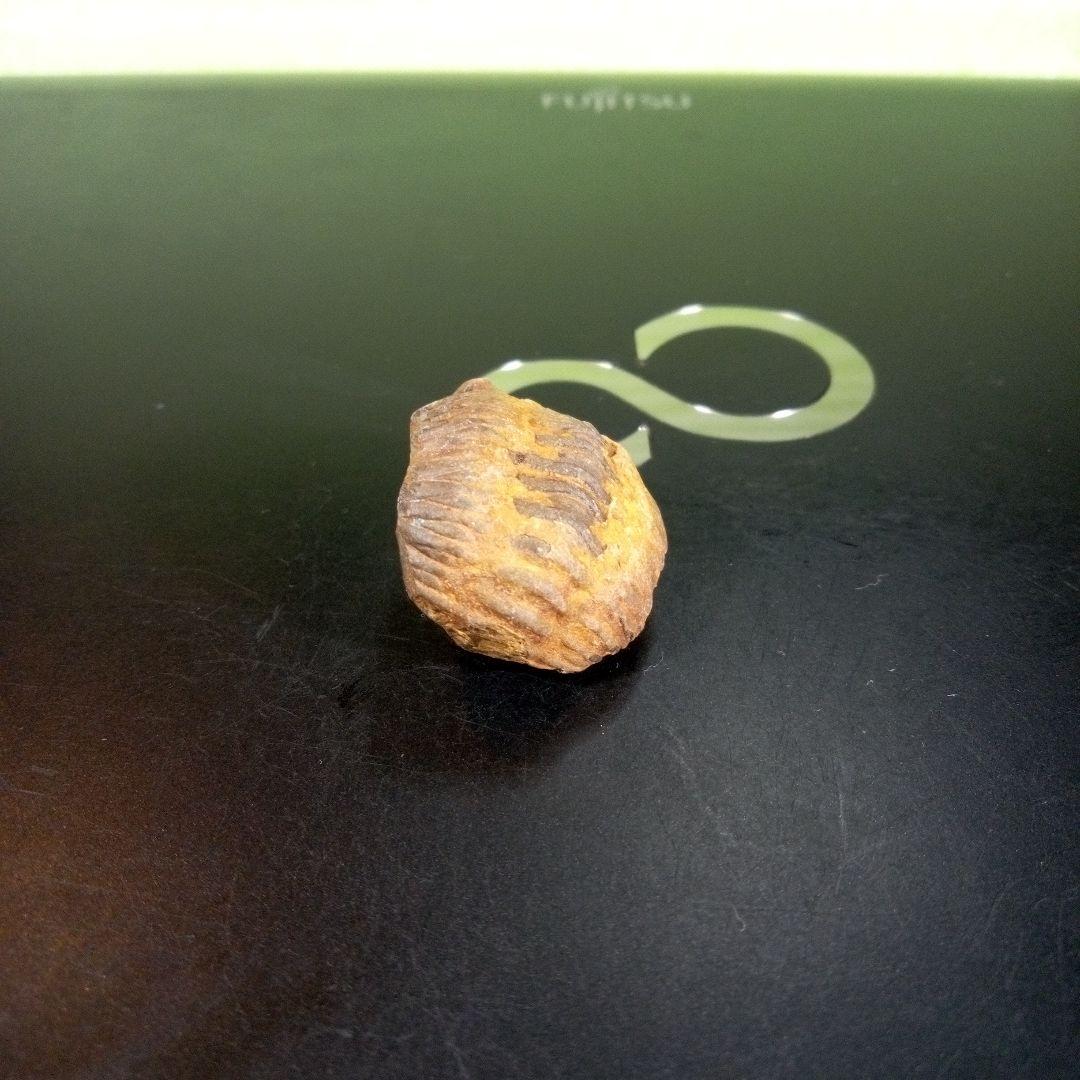 三葉虫　化石　fossil　海　ボリビア産　trilobite　海生動物種別⑥