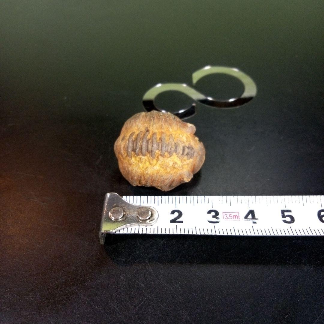 三葉虫　化石　fossil　海　ボリビア産　trilobite　海生動物種別⑥