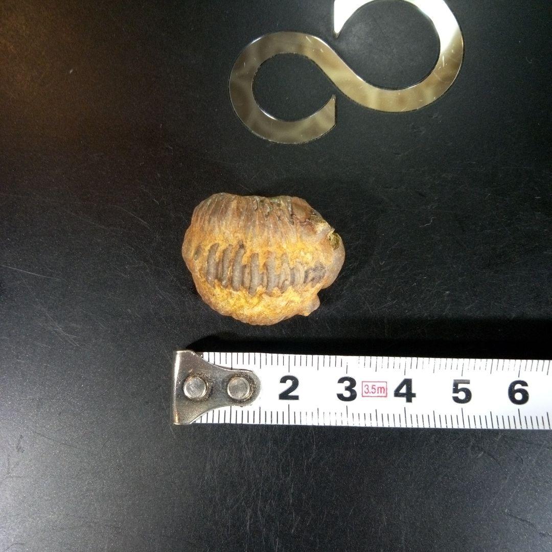 三葉虫　化石　fossil　海　ボリビア産　trilobite　海生動物種別⑥
