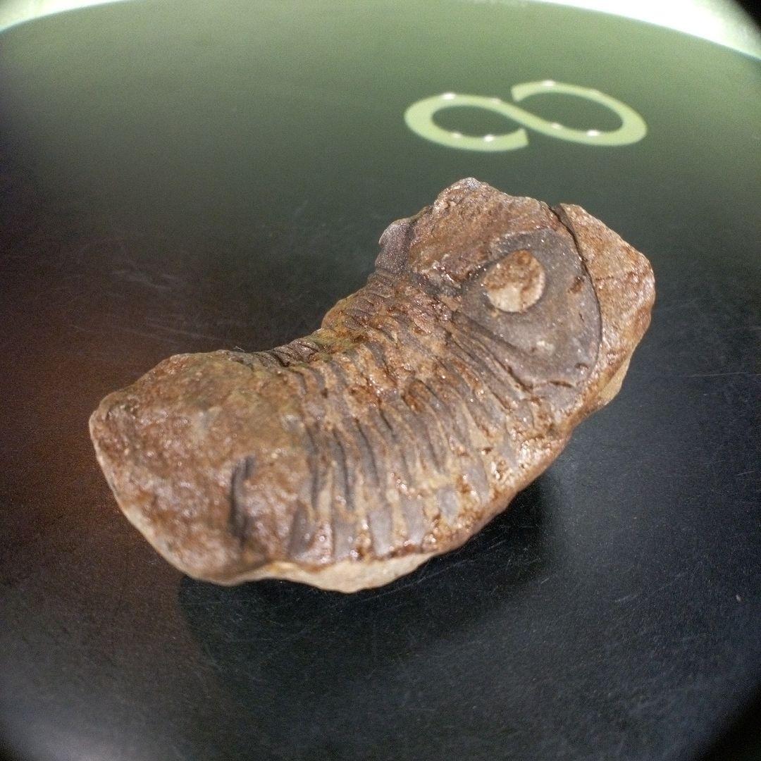 三葉虫　化石　fossil　ボリビア産　trilobite　ノジュール判別⑨