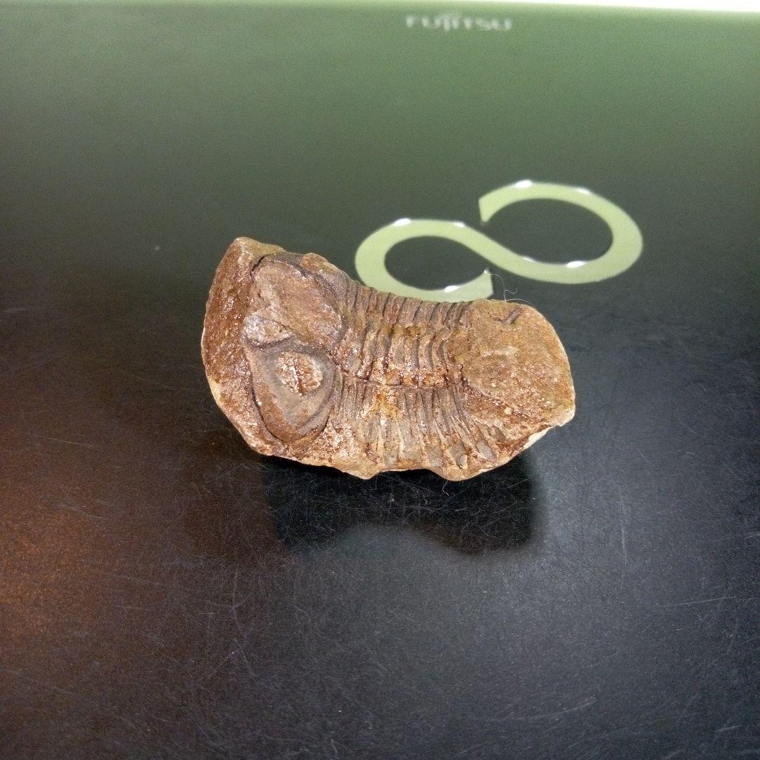 三葉虫　化石　fossil　ボリビア産　trilobite　ノジュール判別⑨