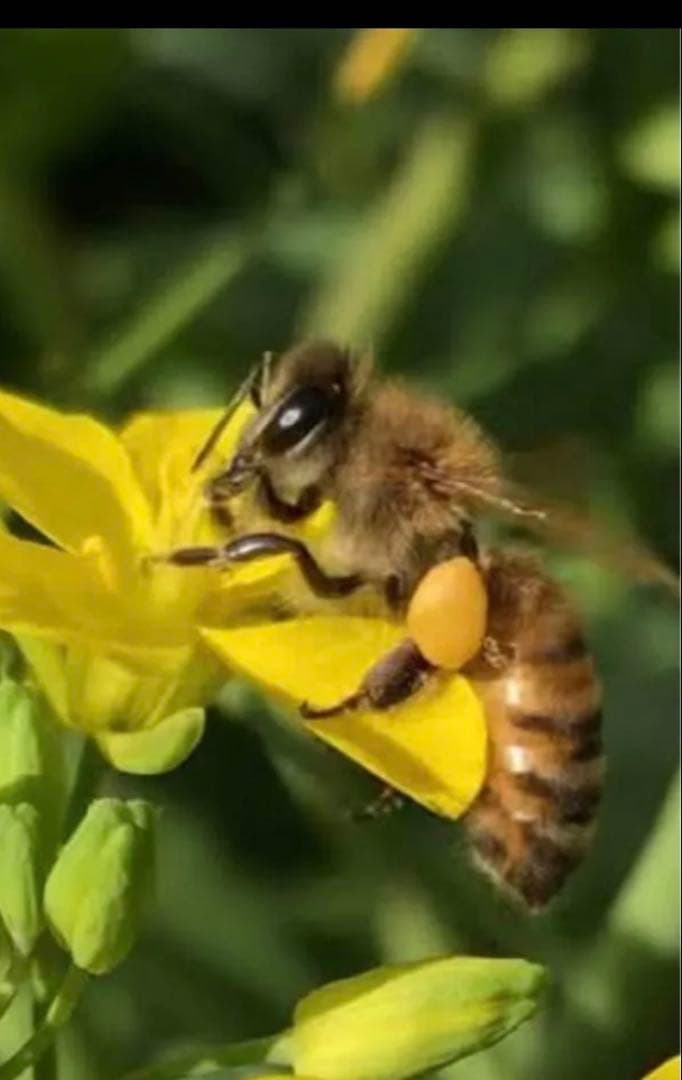 日本蜜蜂蜂蜜　純粋生ハチミツ　非加熱無調整　百花蜜