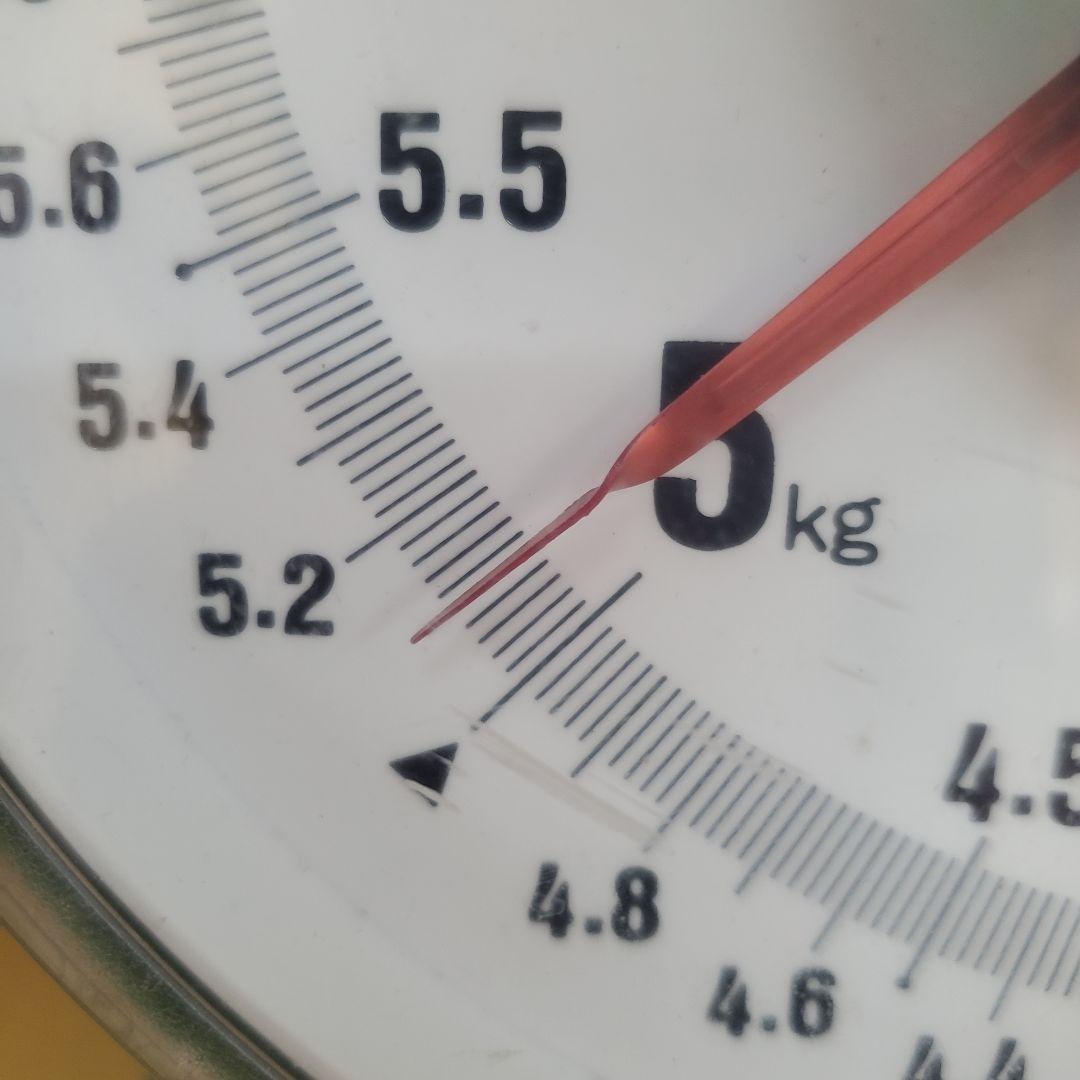 4️⃣ 山梨県産 激甘シャインマスカット１０房入り 込み５キロ