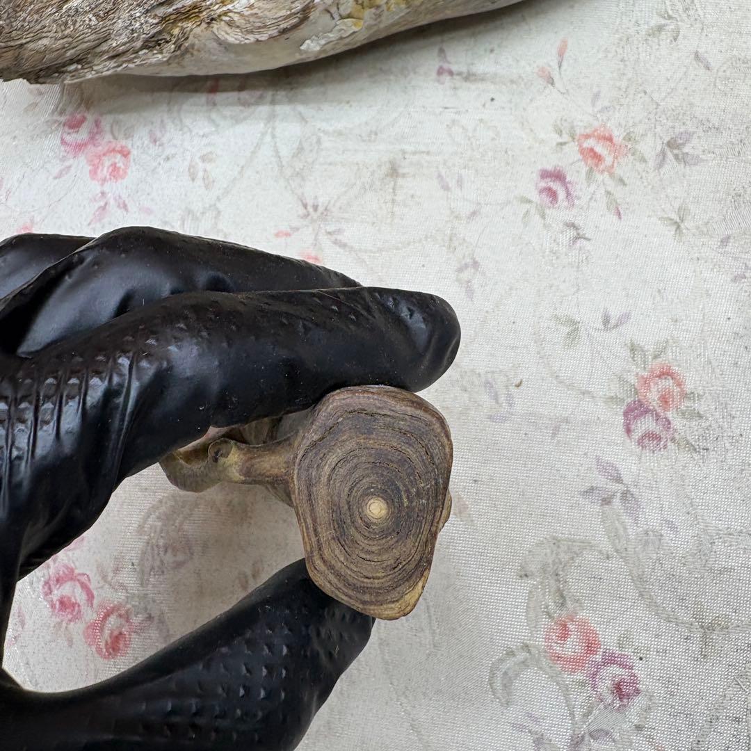 海松　深海松　レインボーコーラル　置物　素材　原木