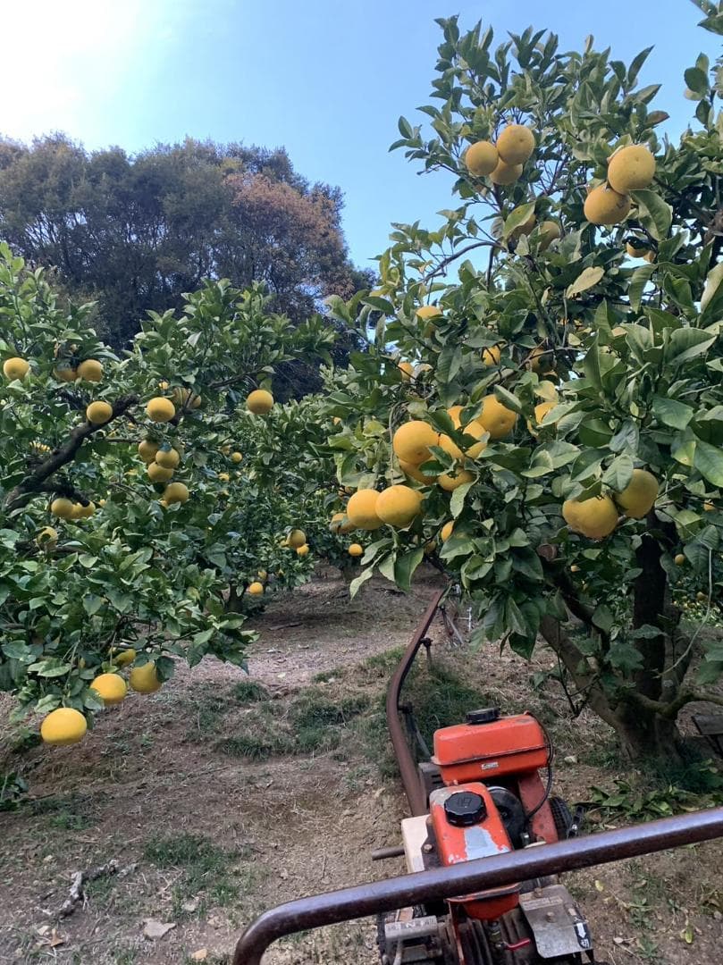 【御予約品】となみバチ　土佐文旦　約20kg　2Lサイズ