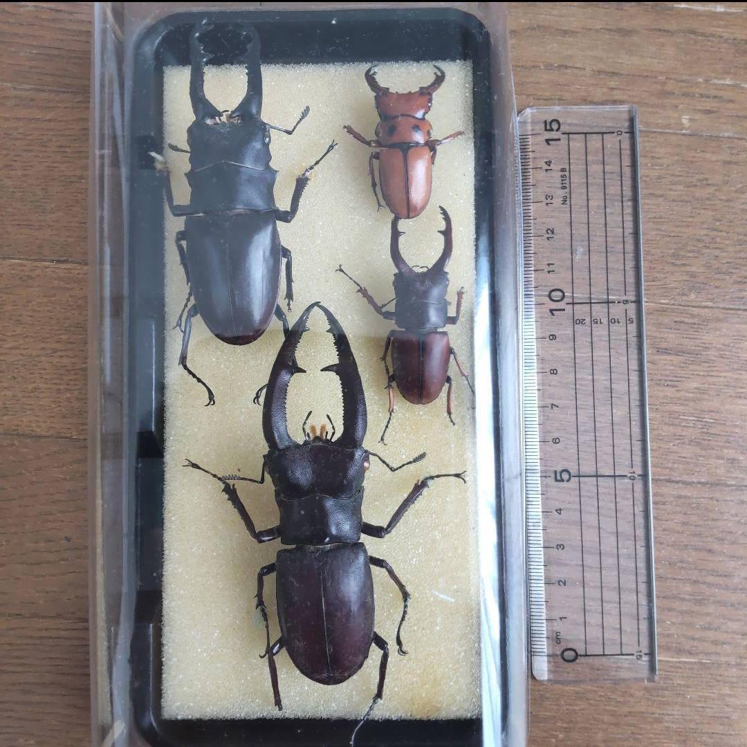 カーニバル　約40匹カブトクワガタ本物標本まとめ売り