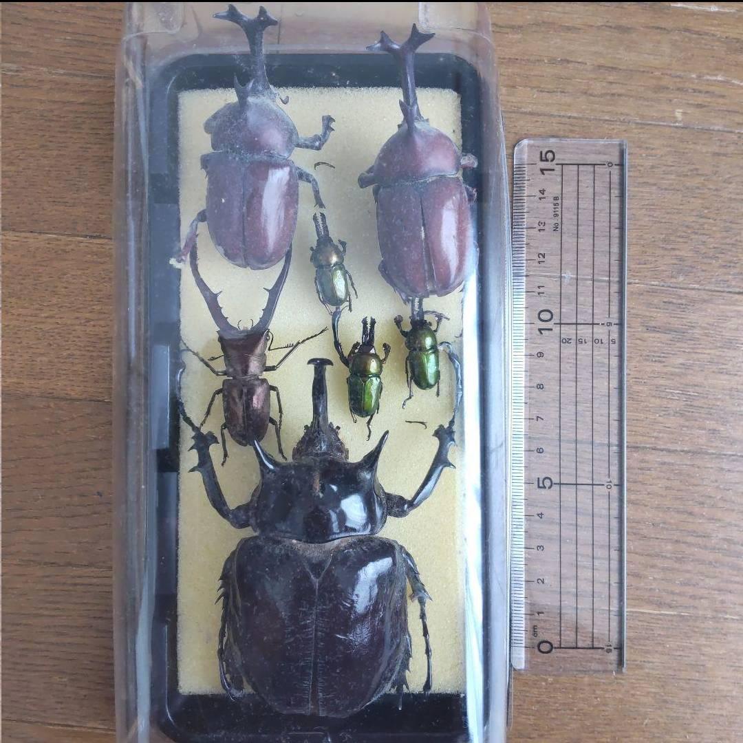 カーニバル　約40匹カブトクワガタ本物標本まとめ売り