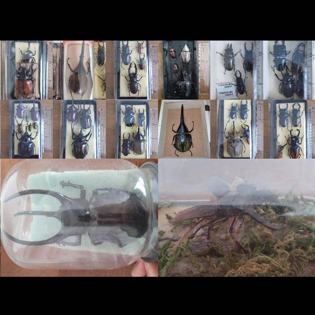 カーニバル　約40匹カブトクワガタ本物標本まとめ売り