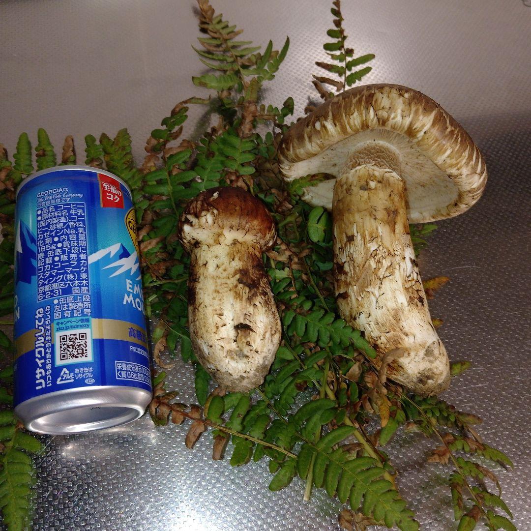 ✿岩手県産松茸210グラム❀